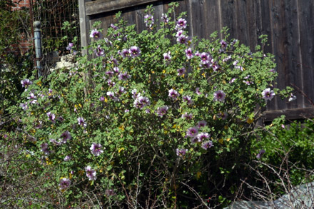 Fine Gardening on Fine Gardening And Garden Maintenance In Bay Area   Taproot Garden
