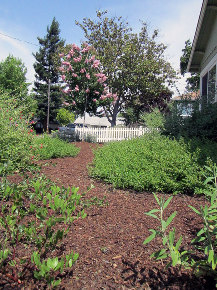 Lawn Replacement, Drought Tolerant Garden & Landscape Design in